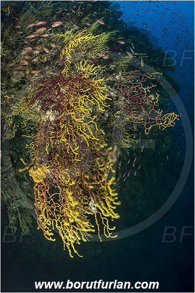 Island Susac, Croatia, Adriatic sea, Mediterranean sea, Paramuricea clavata, Paramuricea, Plexauridae, Mediterranean gorgonian, Sea fan, Coral, Cnidaria, Cnidarian, Reef, Deep reef, -90 m