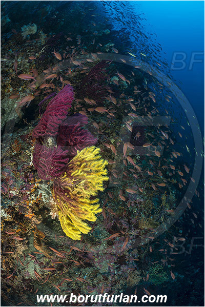 Island Susac, Croatia, Adriatic sea, Mediterranean sea, Paramuricea clavata, Paramuricea, Plexauridae, Mediterranean gorgonian, Sea fan, Coral, Cnidaria, Cnidarian, Anthias anthias, Anthias, Serranidae, Swallowtail seaperch, Seaperch, Fish, Fish school, Reef