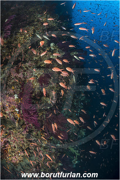 Island Susac, Croatia, Adriatic sea, Mediterranean sea, Anthias anthias, Anthias, Serranidae, Swallowtail seaperch, Seaperch, Fish, Fish school, Reef