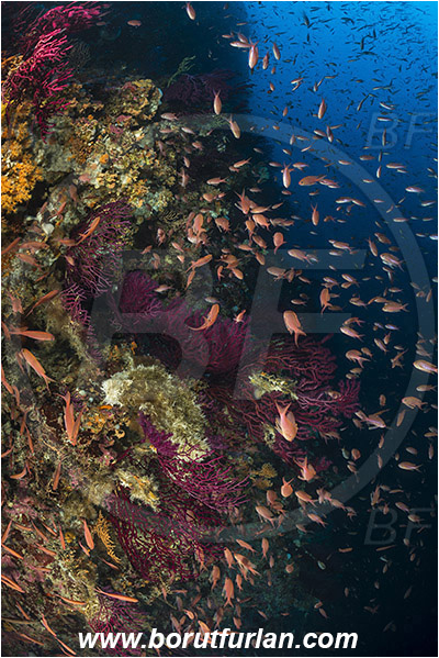 Island Susac, Croatia, Adriatic sea, Mediterranean sea, Paramuricea clavata, Paramuricea, Plexauridae, Mediterranean gorgonian, Sea fan, Coral, Cnidaria, Cnidarian, Anthias anthias, Anthias, Serranidae, Swallowtail seaperch, Seaperch, Fish, Fish school, Reef