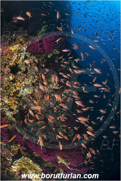 Island Susac, Croatia, Adriatic sea, Mediterranean sea, Anthias anthias, Anthias, Serranidae, Swallowtail seaperch, Seaperch, Fish, Fish school, Reef