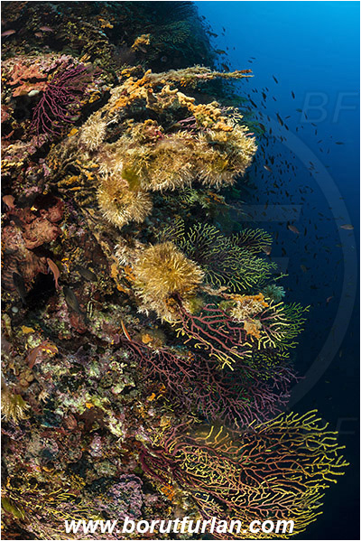 Island Susac, Croatia, Adriatic sea, Mediterranean sea, Paramuricea clavata, Paramuricea, Plexauridae, Mediterranean gorgonian, Sea fan, Coral, Cnidaria, Cnidarian, Salmacina sp., Salmacina, Serpulidae, Colony of tangled tube worm, Worm, Polychaeta, Reef