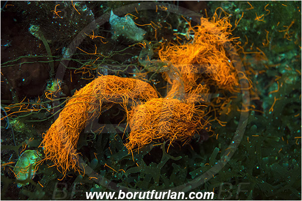 Island Susac, Croatia, Adriatic sea, Mediterranean sea, Aplysia sp., Aplysia, Aplysiidae, Sea hare, Nudibranch, Sea slug, Gastropoda, Mollusca, Excrement of Sea hare