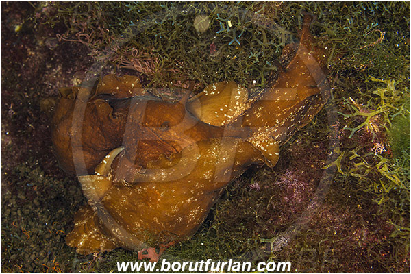 Island Susac, Croatia, Adriatic sea, Mediterranean sea, Aplysia fasciata, Aplysia, Aplysiidae, Mottled sea hare, Sea hare, Nudibranch, Sea slug, Gastropoda, Mollusca, Mating