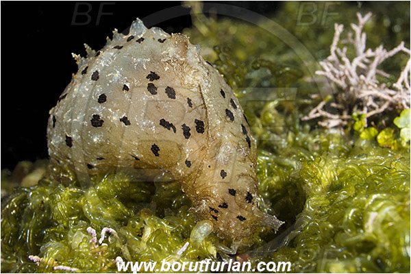 Island Susac, Croatia, Adriatic sea, Mediterranean sea, Notarchus punctatus, Notarchus, Aplysiidae, Sea hare, Nudibranch, Sea slug, Gastropoda, Mollusca