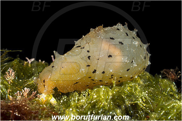 Island Susac, Croatia, Adriatic sea, Mediterranean sea, Notarchus punctatus, Notarchus, Aplysiidae, Sea hare, Nudibranch, Sea slug, Gastropoda, Mollusca