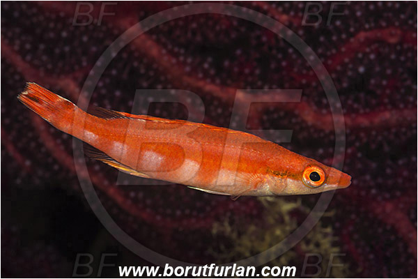 Island Vis, Croatia, Adriatic sea, Mediterranean sea, Lappanella fasciata, Lappanella, Labridae, Lappanella wrasse, Wrasse, Fish