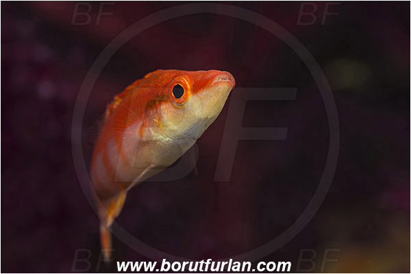 Island Vis, Croatia, Adriatic sea, Mediterranean sea, Lappanella fasciata, Lappanella, Labridae, Lappanella wrasse, Wrasse, Fish