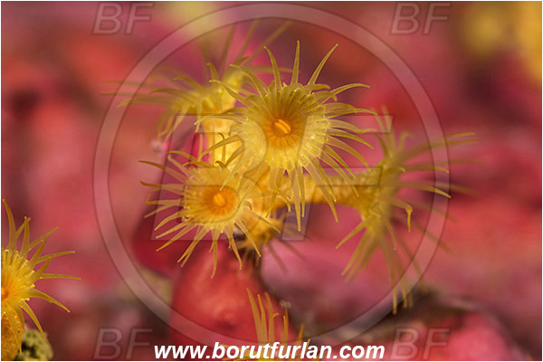 Island Vis, Croatia, Adriatic sea, Mediterranean sea, Parazoanthus axinellae, Parazoanthus, Parazoanthidae, Yellow cluster anemone, Anemone, Anthozoa, Cnidaria, Cnidarian, Abstract