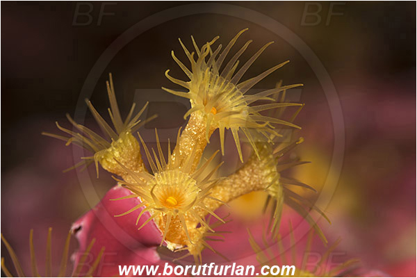 Island Vis, Croatia, Adriatic sea, Mediterranean sea, Parazoanthus axinellae, Parazoanthus, Parazoanthidae, Yellow cluster anemone, Anemone, Anthozoa, Cnidaria, Cnidarian, Abstract