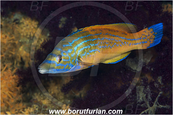 Island Vis, Croatia, Adriatic sea, Mediterranean sea, Labrus mixtus, Labrus, Labridae, Cuckoo wrasse, Wrasse, Fish, Male