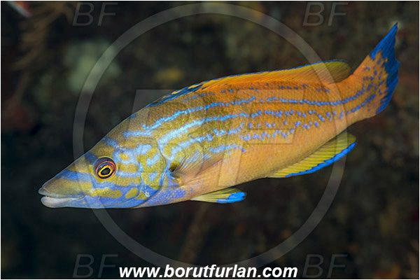 Island Vis, Croatia, Adriatic sea, Mediterranean sea, Labrus mixtus, Labrus, Labridae, Cuckoo wrasse, Wrasse, Fish, Male