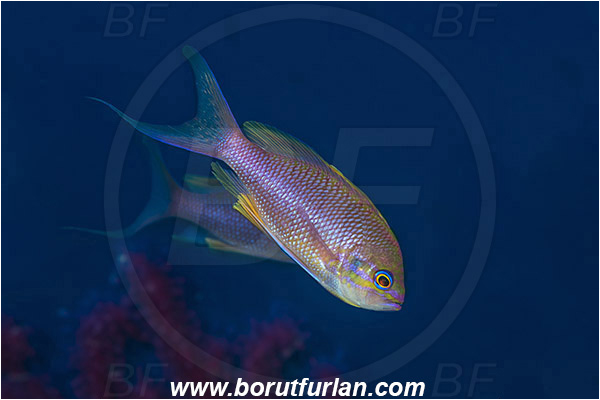 Island Vis, Croatia, Adriatic sea, Mediterranean sea, Anthias anthias, Anthias, Serranidae, Swallowtail seaperch, Seaperch, Fish