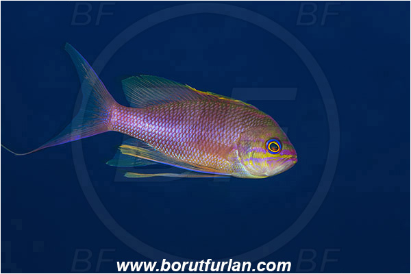 Island Vis, Croatia, Adriatic sea, Mediterranean sea, Anthias anthias, Anthias, Serranidae, Swallowtail seaperch, Seaperch, Fish
