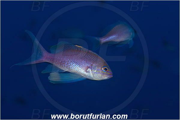 Island Vis, Croatia, Adriatic sea, Mediterranean sea, Anthias anthias, Anthias, Serranidae, Swallowtail seaperch, Seaperch, Fish