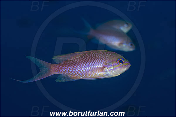 Island Vis, Croatia, Adriatic sea, Mediterranean sea, Anthias anthias, Anthias, Serranidae, Swallowtail seaperch, Seaperch, Fish