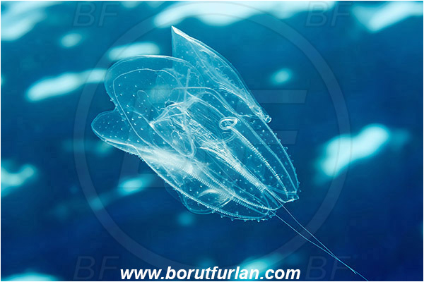 Island Vis, Croatia, Adriatic sea, Mediterranean sea, Leucothea multicornis, Leucothea, Leucotheidae, Ctenophora, Comb Jelly, Plankton
