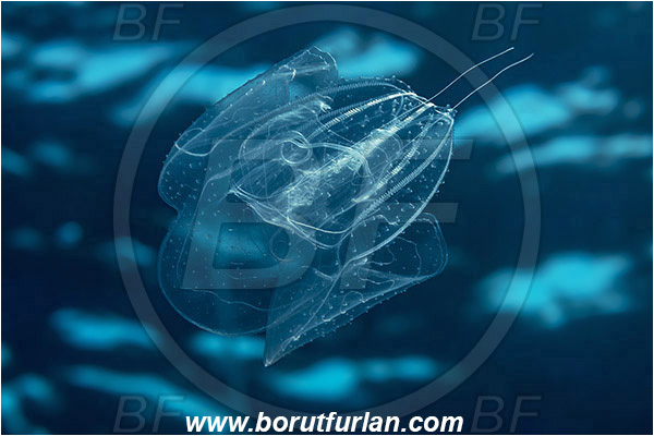 Island Vis, Croatia, Adriatic sea, Mediterranean sea, Leucothea multicornis, Leucothea, Leucotheidae, Ctenophora, Comb Jelly, Plankton