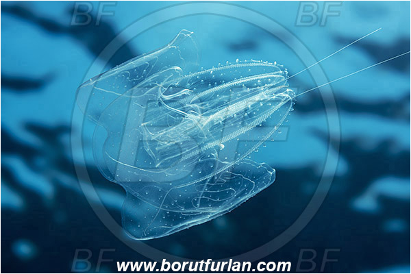 Island Vis, Croatia, Adriatic sea, Mediterranean sea, Leucothea multicornis, Leucothea, Leucotheidae, Ctenophora, Comb Jelly, Plankton
