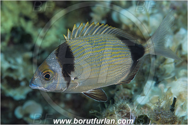Island Vis, Croatia, Adriatic sea, Mediterranean sea, Diplodus vulgaris, Diplodus, Sparidae, Common two-banded seabream, Seabream, Fish