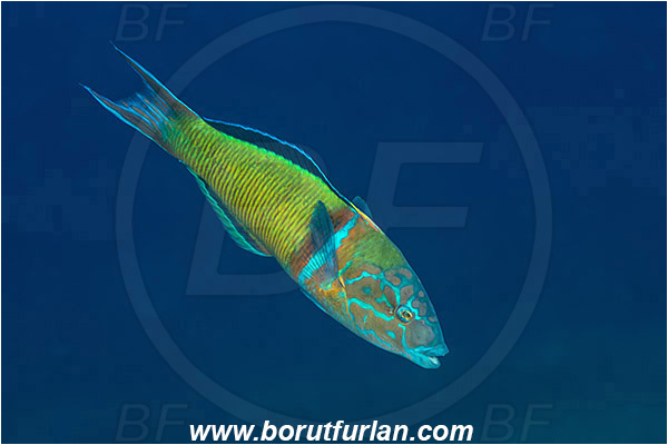 Island Vis, Croatia, Adriatic sea, Mediterranean sea, Thalasoma pavo, Thalasoma, Labridae, Ornate wrasse, Male, Wrasse, Fish