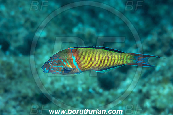 Island Vis, Croatia, Adriatic sea, Mediterranean sea, Thalasoma pavo, Thalasoma, Labridae, Ornate wrasse, Male, Wrasse, Fish