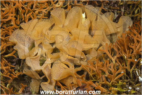 Island Lastovo, Croatia, Adriatic sea, Mediterranean sea, Reteporella beaniana, Reteporella, Phidoloporidae, Bryozoa, Bryozoan