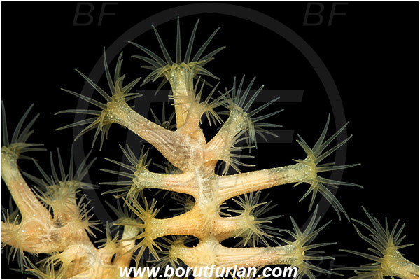 Island Lastovo, Croatia, Adriatic sea, Mediterranean sea, Savalia savaglia, Savalia, Mediterranean Gold Coral, False Mediterranean Black Coral, Sea fan, Coral, Anthozoa, Cnidaria, Cnidarian, Abstract