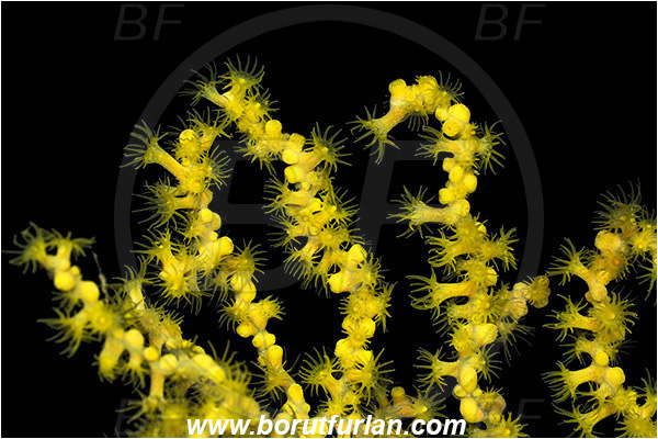 Island Lastovo, Croatia, Adriatic sea, Mediterranean sea, Savalia savaglia, Savalia, Mediterranean Gold Coral, False Mediterranean Black Coral, Sea fan, Coral, Anthozoa, Cnidaria, Cnidarian, Abstract