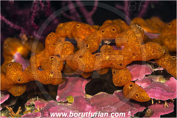 Island Lastovo, Croatia, Adriatic sea, Mediterranean sea, Didemnum sp., Didemnum, Didemnidae, Colony of Tunicates, Colonial sea squirt, Sea squirt, Ascidiacea, Tunicata, Tunicate