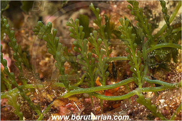 Island Lastovo, Croatia, Adriatic sea, Mediterranean sea, Reef, Caulerpa racemosa, Caulerpa, Caulerpaceae, Sea grapes, Algae