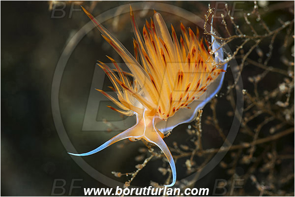 Island Lastovo, Croatia, Adriatic sea, Mediterranean sea, Dondice banyulensis, Dondice, Myrrhinidae, Orange godiva, Orange sea slug, Nudibranch, Sea slug, Gastropoda, Mollusca