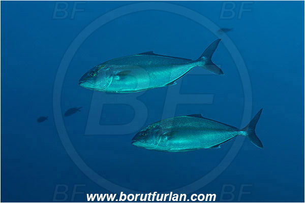Island Lastovo, Croatia, Adriatic sea, Mediterranean sea, Seriola dumerili, Seriola, Carangidae, Greater Amberjack, Amberjack, Jack, Fish