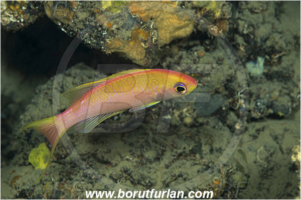 Island Lastovo, Croatia, Adriatic sea, Mediterranean sea, Callanthias ruber, Callanthias, Callanthiidae, Parrot seaperch, Seaperch, Fish