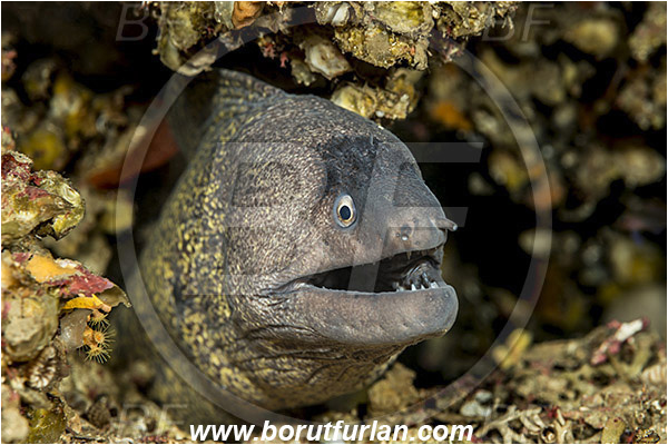 Island Lastovo, Croatia, Adriatic sea, Mediterranean sea, Muraena helena, Muraena, Muraenidae, Mediterranean moray, Moray, Fish, Portrait