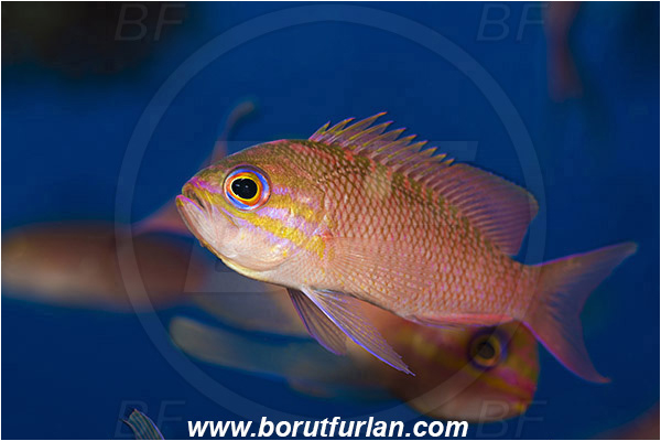 Island Lastovo, Croatia, Adriatic sea, Mediterranean sea, Anthias anthias, Anthias, Serranidae, Swallowtail seaperch, Seaperch, Fish