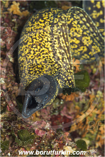 Island Susac, Croatia, Adriatic sea, Mediterranean sea, Muraena helena, Muraena, Muraenidae, Mediterranean moray, Moray, Fish