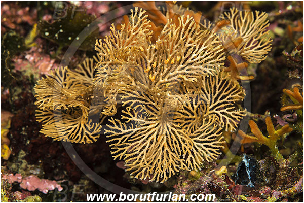 Island Susac, Croatia, Adriatic sea, Mediterranean sea, Hornera frondiculata, Hornera, Horneridae, Bryozoa, Bryozoan
