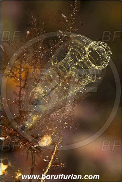 Island Susac, Croatia, Adriatic sea, Mediterranean sea, Clavelina dellavallei, Clavelina, Clavelinidae, Light-bulb Sea Squirt, Sea squirt, Ascidiacea, Tunicata, Tunicate