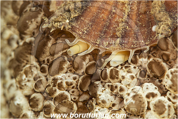 Island Lastovo, Croatia, Adriatic sea, Mediterranean sea, Umbraculum umbraculum, Umbraculum, Umbraculidae, Umbrella slug, Sea snail, Gastropoda, Mollusca, Mollusc, Abstract