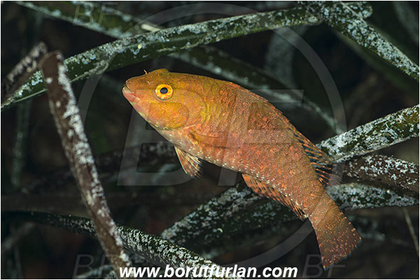 Island Lastovo, Croatia, Adriatic sea, Mediterranean sea, Sparisoma cretense, Sparisoma, Scaridae, Mediterranean parrotfish, Parrotfish, Wrasse, Fish, Juvenile