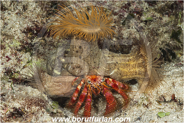 Island Lastovo, Croatia, Adriatic sea, Mediterranean sea, Dardanus calidus, Dardanus, Diogenidae, Crustacea, Crustacean, Red hermit crab, Hermit crab, Crab