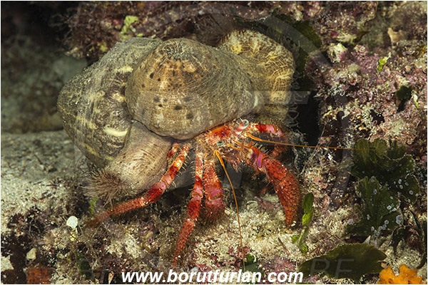 Island Lastovo, Croatia, Adriatic sea, Mediterranean sea, Dardanus calidus, Dardanus, Diogenidae, Crustacea, Crustacean, Red hermit crab, Hermit crab, Crab