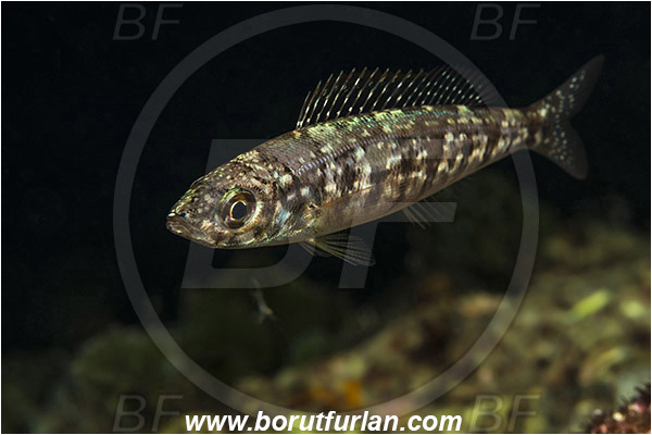 Island Lastovo, Croatia, Adriatic sea, Mediterranean sea, Spicara smaris, Spicara, Centracanthidae, Picarel, Fish