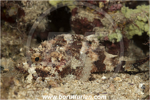 Island Lastovo, Croatia, Adriatic sea, Mediterranean sea, Scorpaena scrofa, Scorpaena, Scorpaenidae, Great red scorpionfish, Scorpionfish, Fish