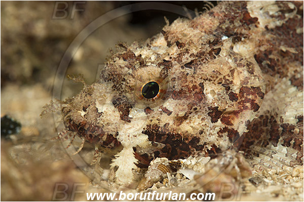 Island Lastovo, Croatia, Adriatic sea, Mediterranean sea, Scorpaena scrofa, Scorpaena, Scorpaenidae, Great red scorpionfish, Scorpionfish, Fish, Portrait