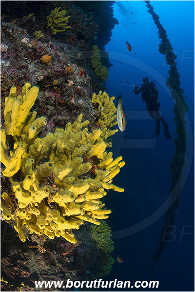 Island Lastovo, Croatia, Adriatic sea, Mediterranean sea, Aplysina aerophoba, Aplysina, Aplysinidae, Yellow Tube Sponge, Golden Sponge, Sponge, Porifera, Reef, Diver