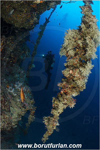 Island Lastovo, Croatia, Adriatic sea, Mediterranean sea, Salmacina sp., Salmacina, Serpulidae, Colony of tangled tube worm, Worm, Polychaeta, Discarded fishing line, Fishing line, Reef, Wall, Diver