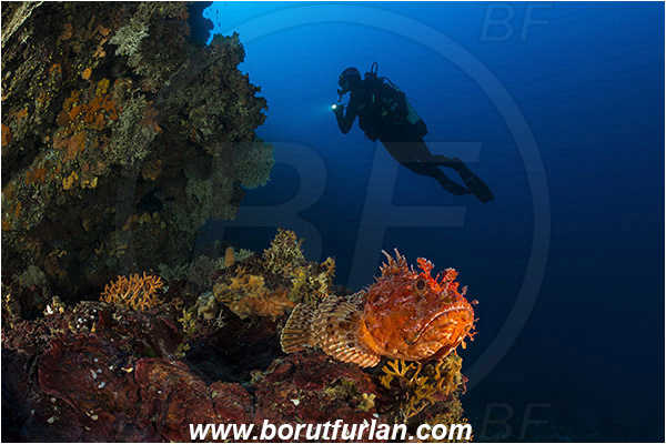 Island Lastovo, Croatia, Adriatic sea, Mediterranean sea, Scorpaena scrofa, Scorpaena, Scorpaenidae, Great red scorpionfish, Scorpionfish, Fish, Reef, Diver