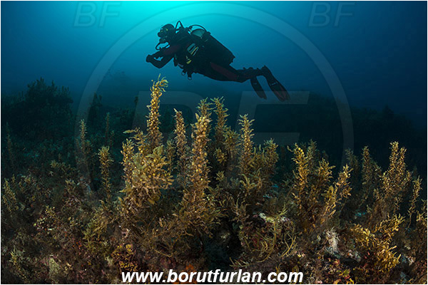 Island Lastovo, Croatia, Adriatic sea, Mediterranean sea, Reef, Sargassum hornschuchii, Sargassum, Sargassaceae, Wire weed, Strangle weed, Algae, Diver
